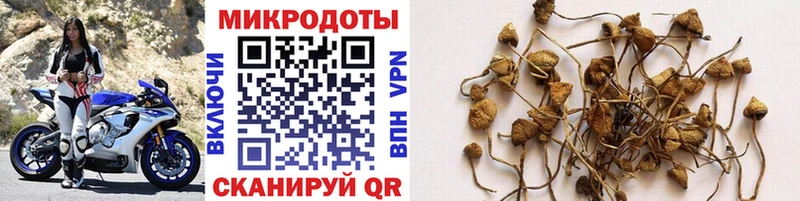 Купить закладки  Спасск-Дальний  Галлюциногенные грибы Psilocybe 